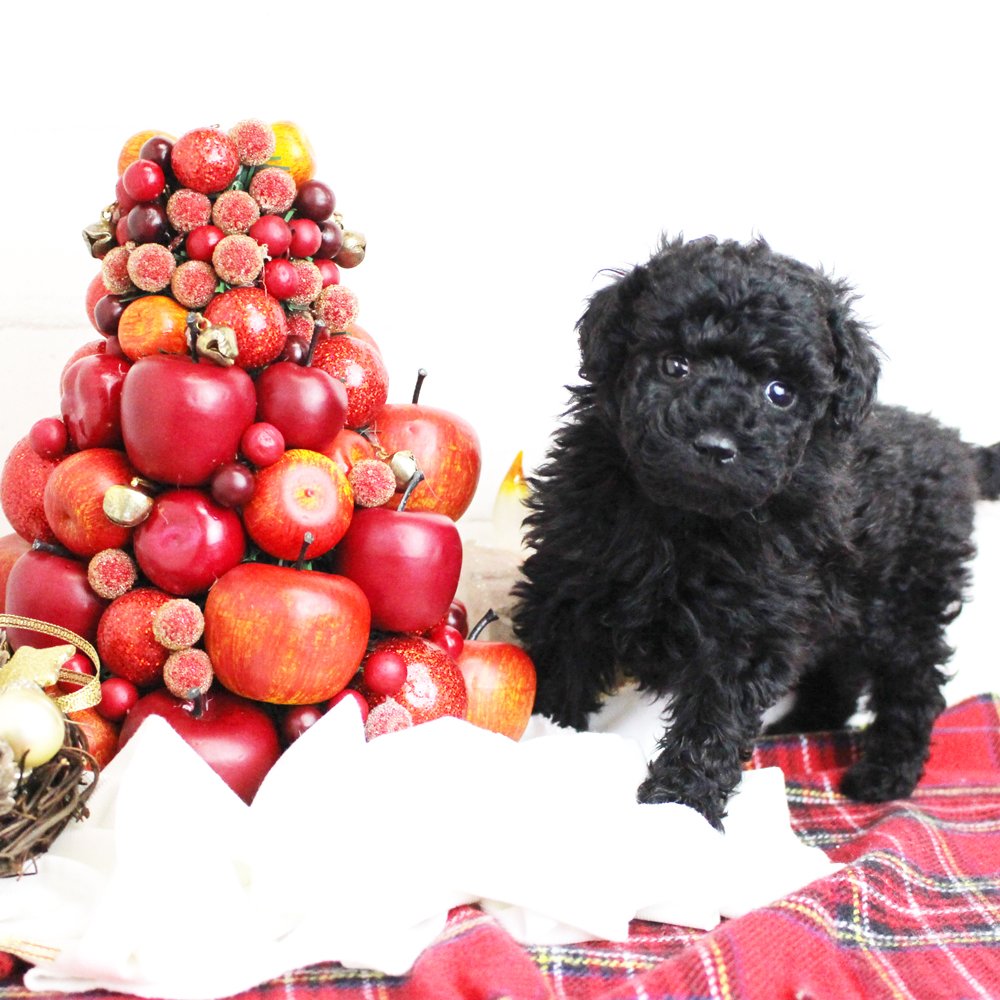 ☆☆☆MerryChristmas☆☆☆